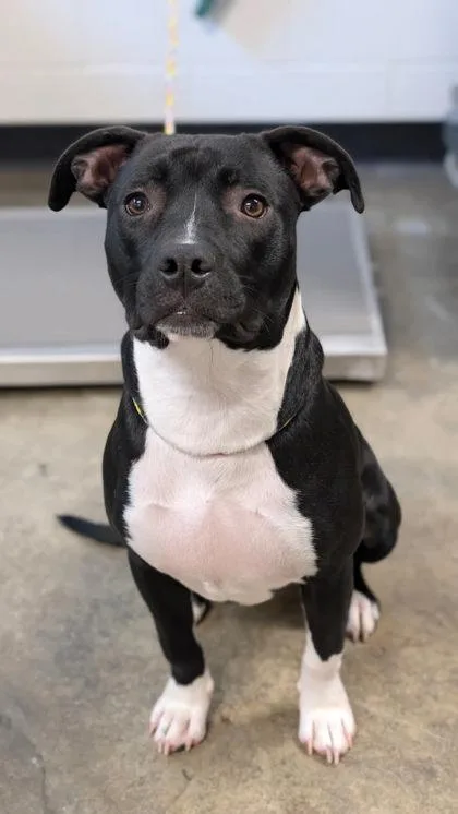 A baby large-sized female Pit Bull Terrier dog named Paparazzi for adoption in Sacramento, CA
