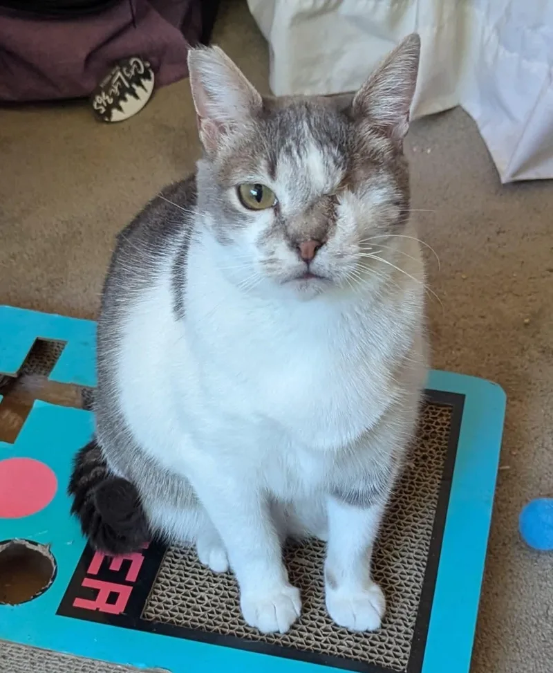 An adult medium-sized female Gray & White Domestic Short Hair cat named Mikey for adoption in Hollister, CA