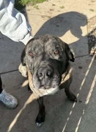 An adult extra large-sized male Mastiff dog named Hector for adoption in Bellaire, MI