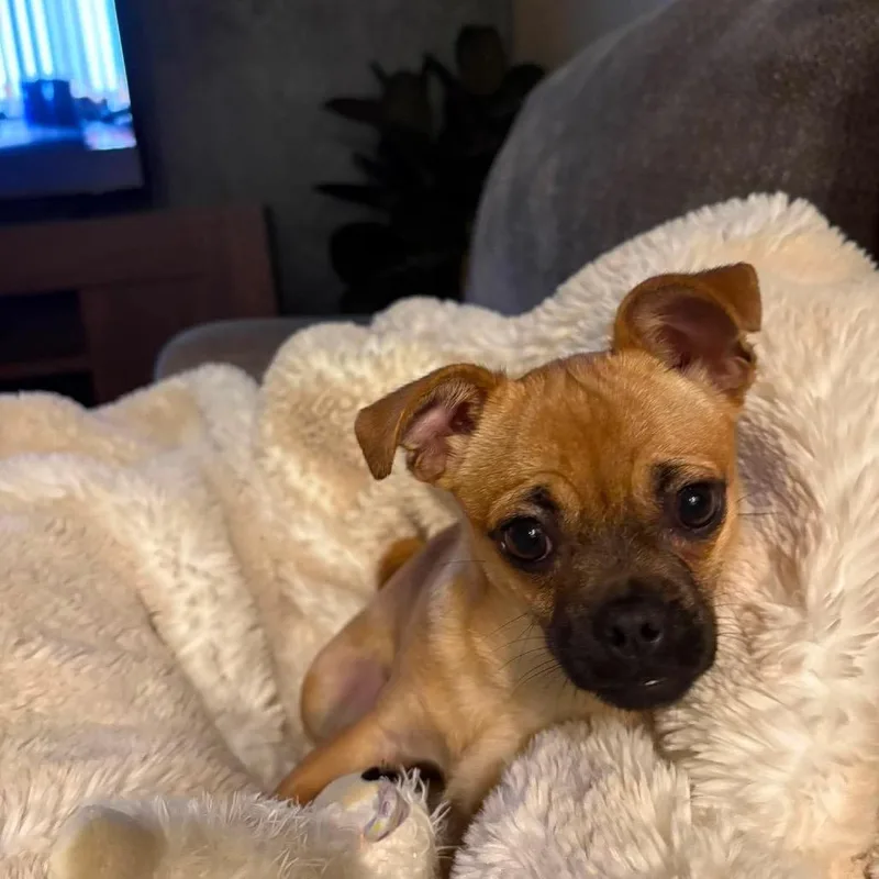 A baby small-sized female Red / Chestnut / Orange Pug dog named Cafe Frida for adoption in Nampa, ID