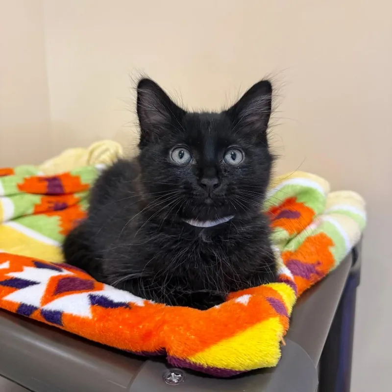 A baby small-sized male Black Domestic Medium Hair cat named Twilight for adoption in Agoura Hills, CA