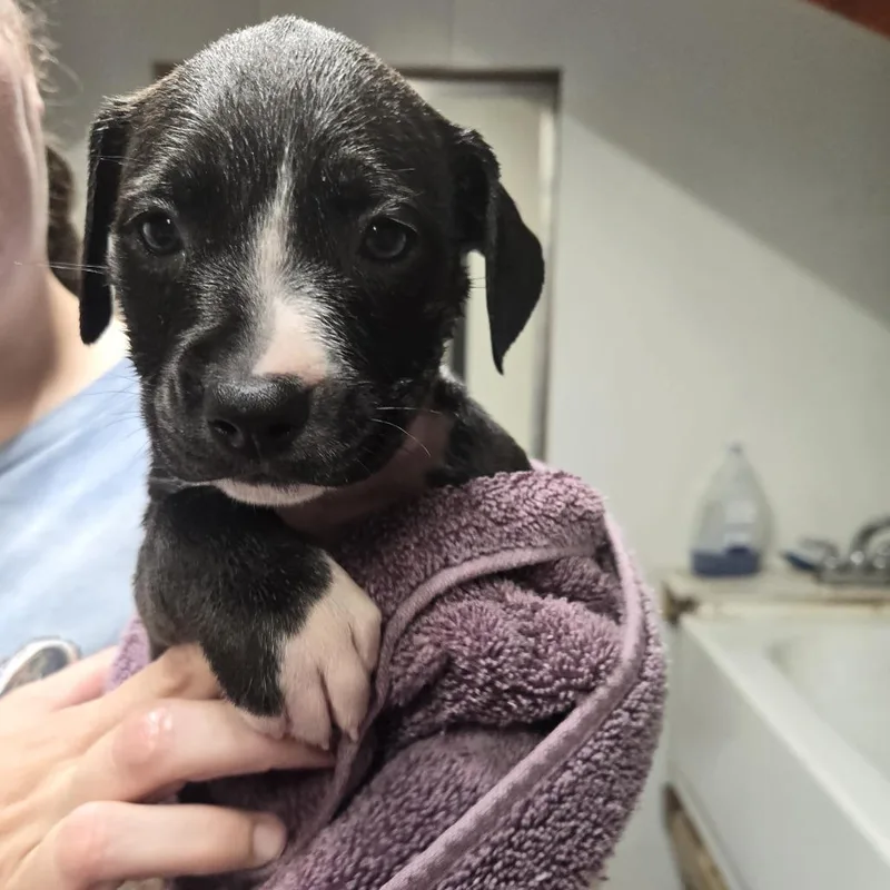 A baby small-sized female Brown / Chocolate Mixed Breed dog named Ametrine for adoption in Lake Panasoffkee, FL