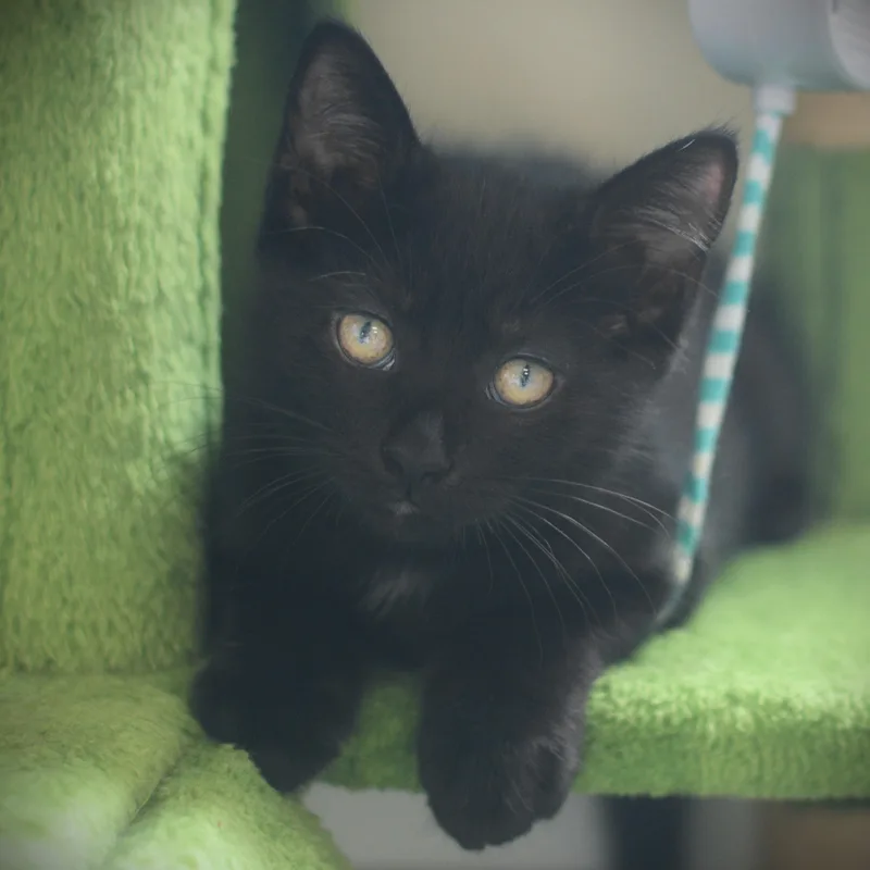A baby medium-sized female Black Domestic Short Hair cat named Darby for adoption in Amsterdam, NY