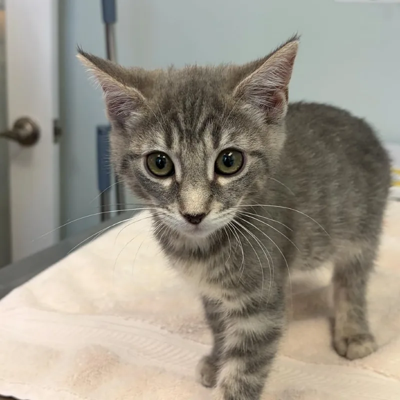 A baby small-sized female Domestic Short Hair cat named Dora for adoption in Cumming, GA