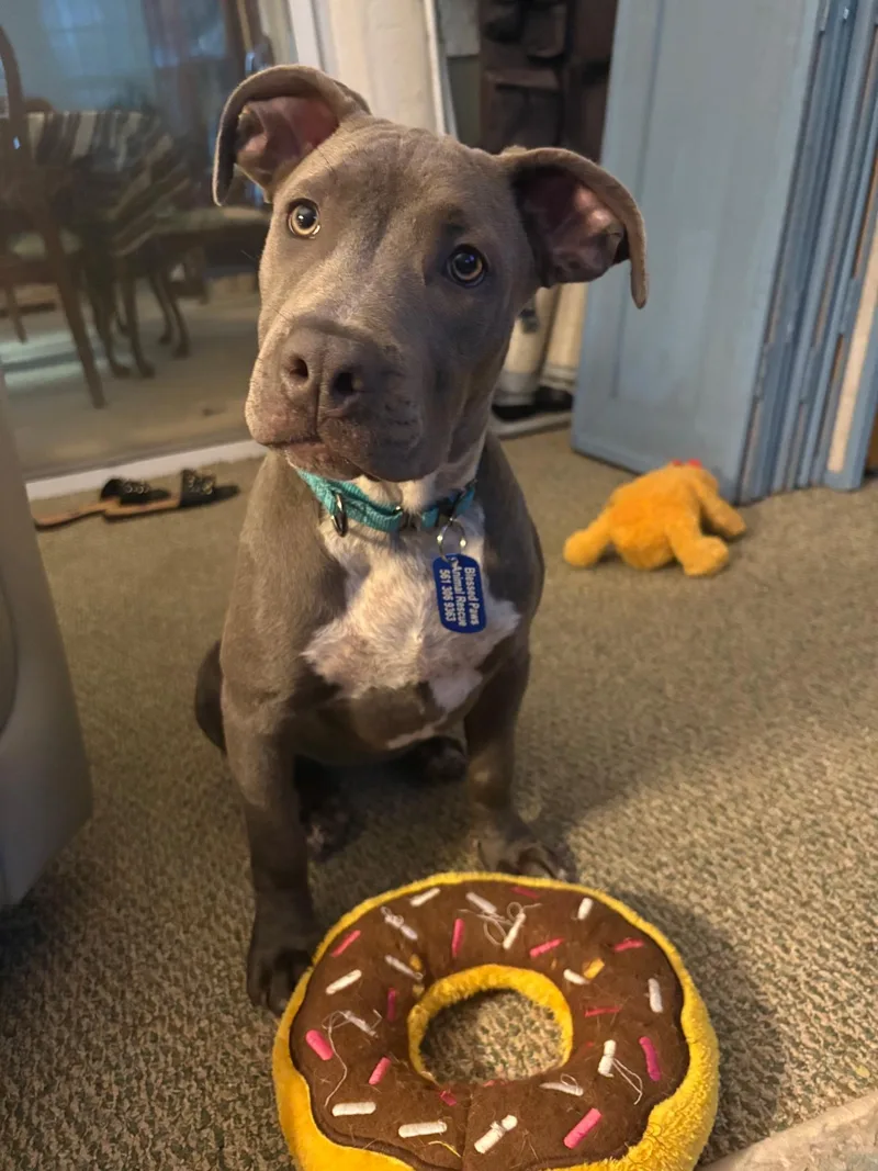 A baby medium-sized female Pit Bull Terrier dog named Opal for adoption in Lake Worth, FL