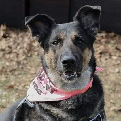 An adult large-sized female Mixed Breed dog named Dallas for adoption in Janesville, WI