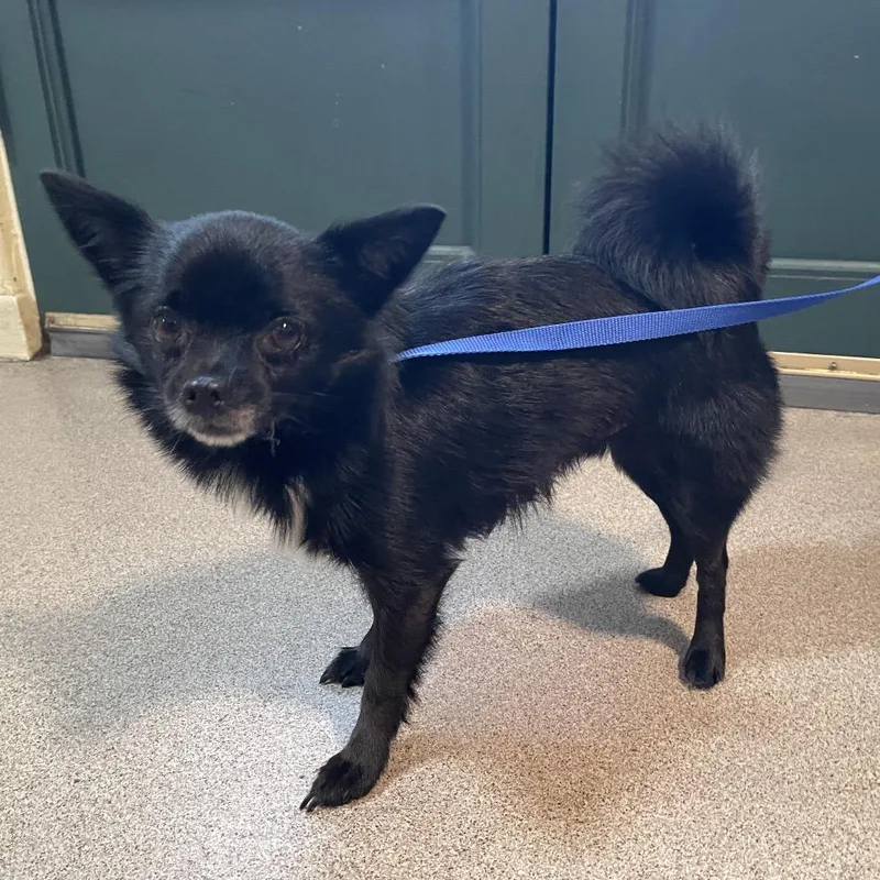 An adult small-sized male Black Chihuahua dog named Sir Petite for adoption in Pasadena, CA