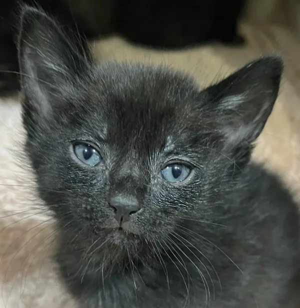 A baby small-sized male Domestic Short Hair cat named Kyuquot for adoption in San Diego, CA