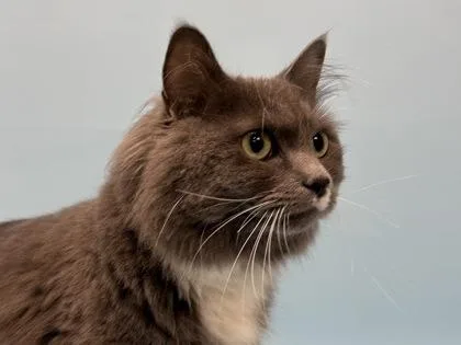 An adult small-sized female Domestic Medium Hair cat named Willow for adoption in Golden Valley, MN