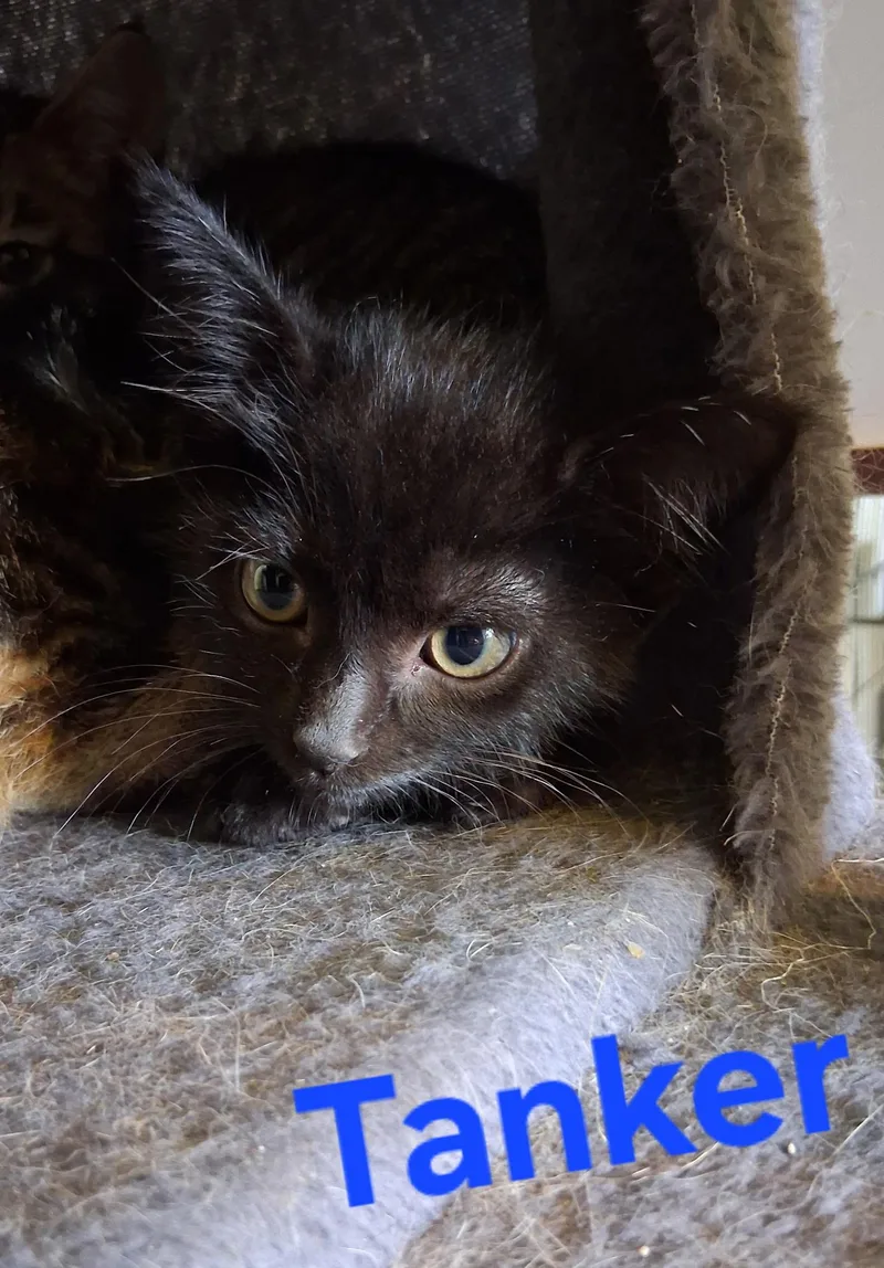 A baby small-sized male Domestic Medium Hair cat named Tanker for adoption in Lynchburg, TN