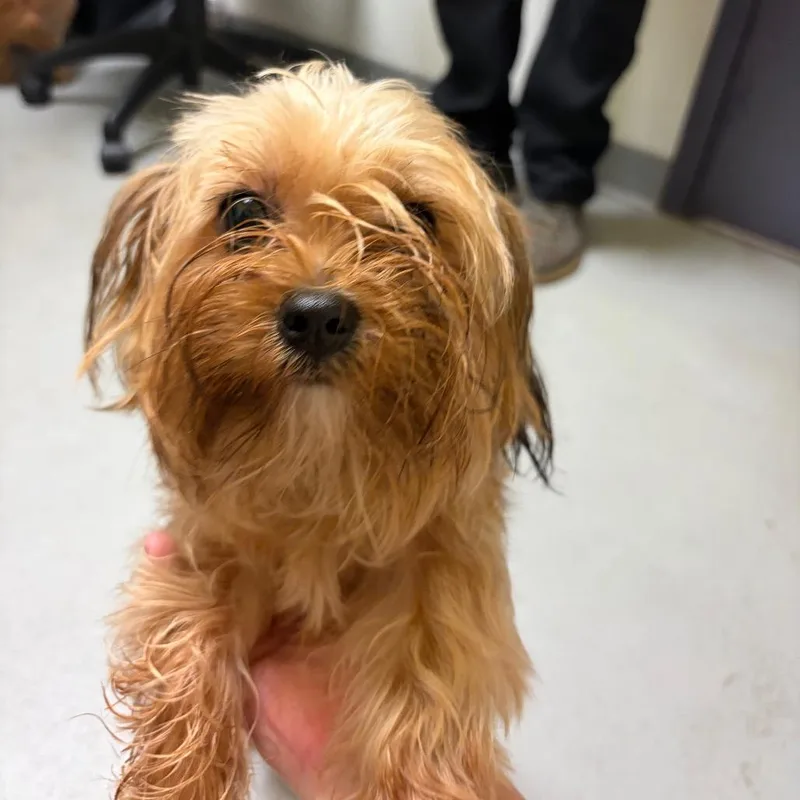 A young small-sized female Yorkshire Terrier dog named Dilly for adoption in Charlottesville, VA