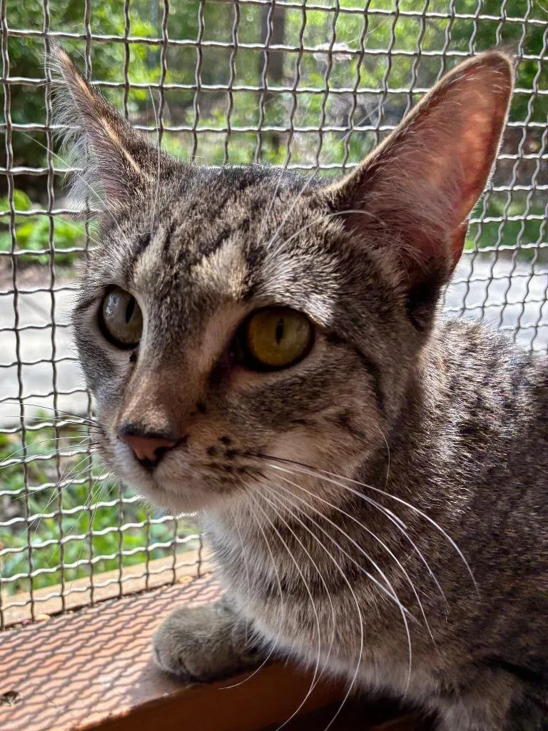 A young medium-sized female Domestic Short Hair cat named Chatterbox for adoption in Cincinnati, OH