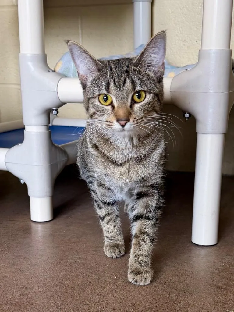 Chatterbox thumbnail 2