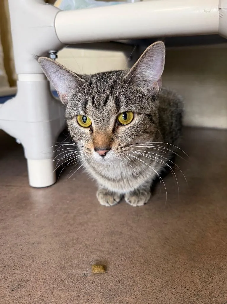 Chatterbox thumbnail 3