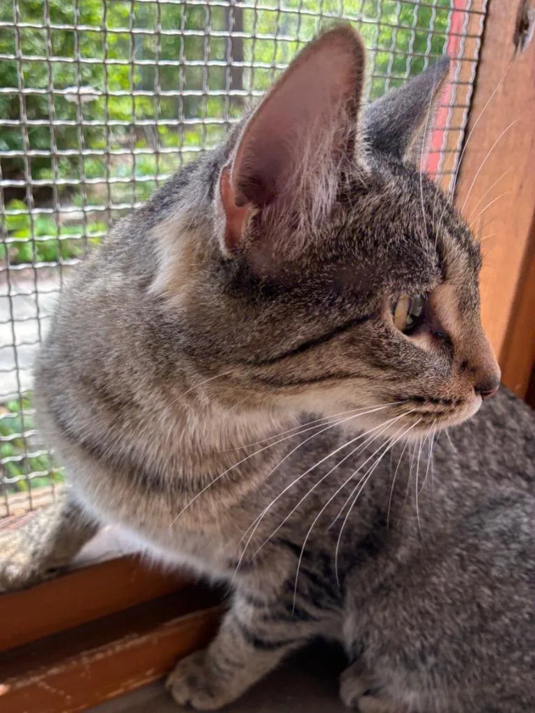 Chatterbox thumbnail 4