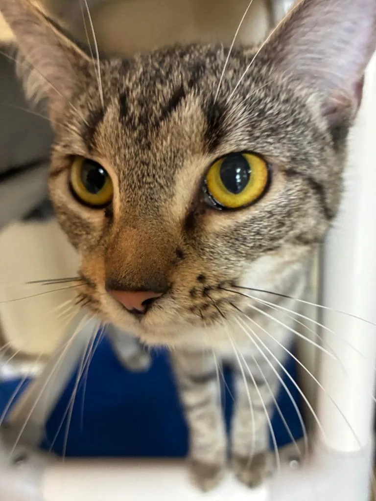 Chatterbox thumbnail 5