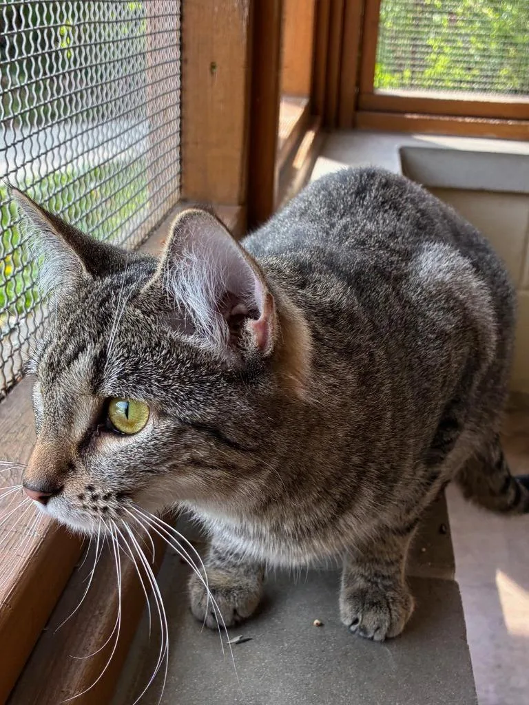 Chatterbox thumbnail 6