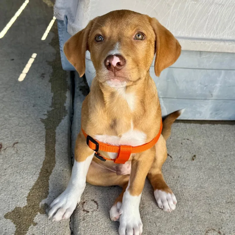 A baby small-sized male Red / Chestnut / Orange Pit Bull Terrier dog named Gibby PR crate for adoption in Union, MO