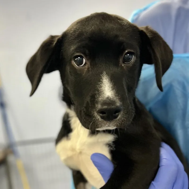 A baby small-sized male Black Mixed Breed dog named Bodhi for adoption in Westhampton, NY