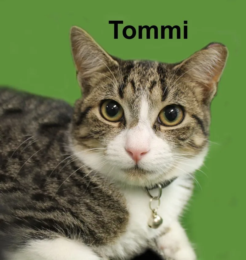 A baby medium-sized male Tabby (Brown / Chocolate) Domestic Short Hair cat named Tommi Shes. for adoption in Stowe, PA