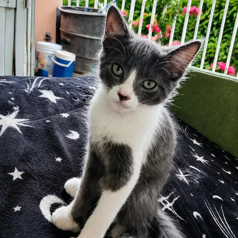 A baby small-sized female Domestic Short Hair cat named Libby for adoption in Tucson, AZ