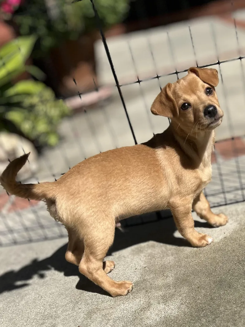 A baby small-sized male Golden Beagle dog named Bodie for adoption in La Palma, CA