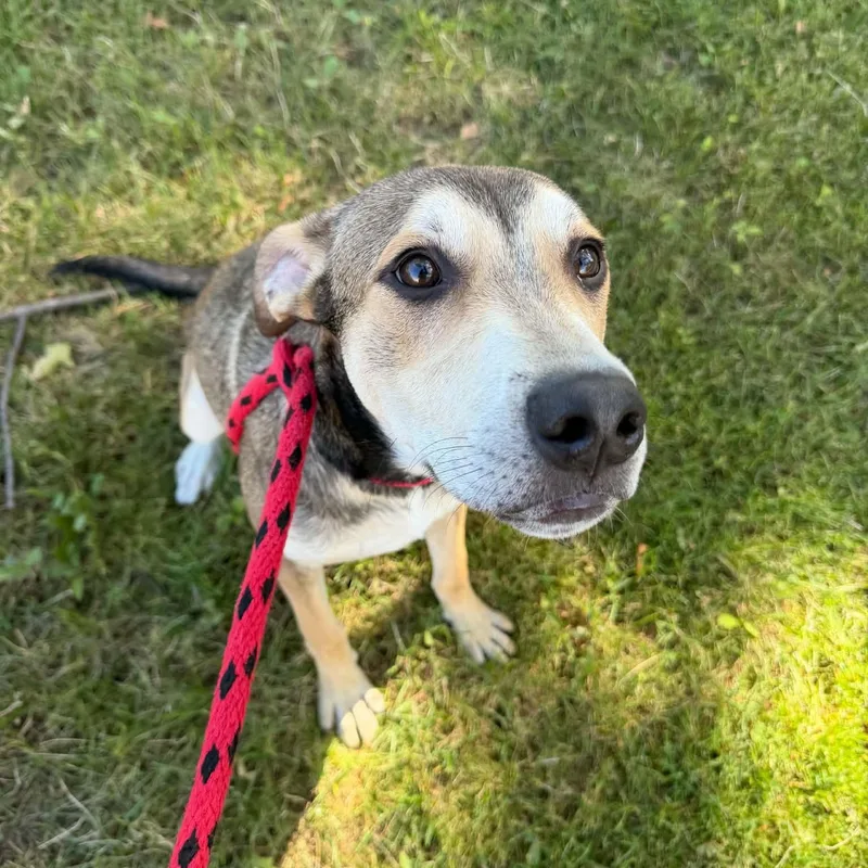 A baby large-sized male Shepherd dog named Pippin for adoption in Parma, OH