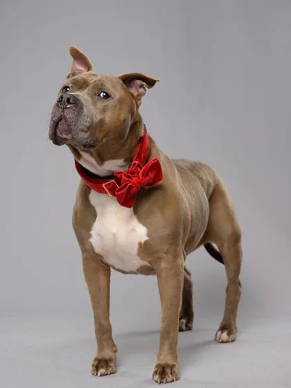 An adult medium-sized female Pit Bull Terrier dog named Avery for adoption in Atlanta, GA