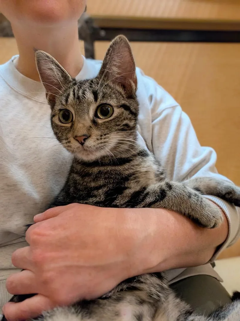 A baby medium-sized female Tabby (Buff / Tan / Fawn) Tabby cat named Moira for adoption in Farmland, IN