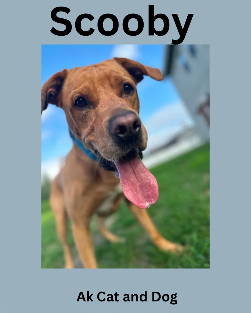 An adult large-sized male Pit Bull Terrier dog named Scooby for adoption in Wasilla, AK