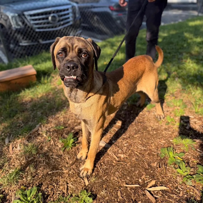 A young large-sized male Brown / Chocolate Mastiff dog named Bruno for adoption in Perkiomenville, PA