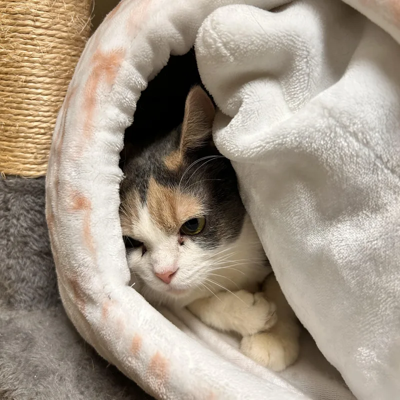An adult medium-sized female Dilute Calico Domestic Short Hair cat named Cinnamon Raisin Bread for adoption in Myerstown, PA
