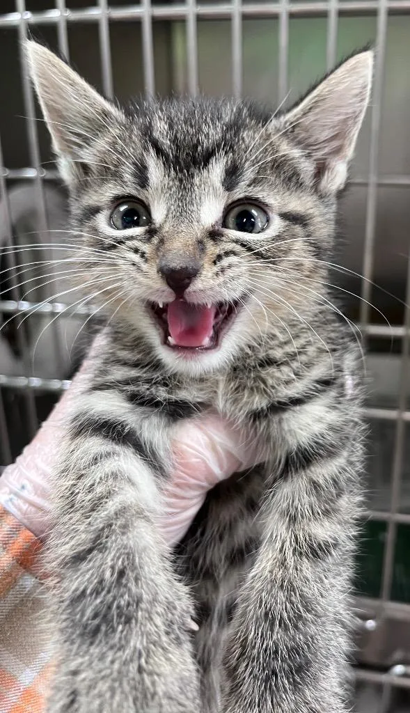 A baby medium-sized male Domestic Short Hair cat named Photo Booth for adoption in Cincinnati, OH