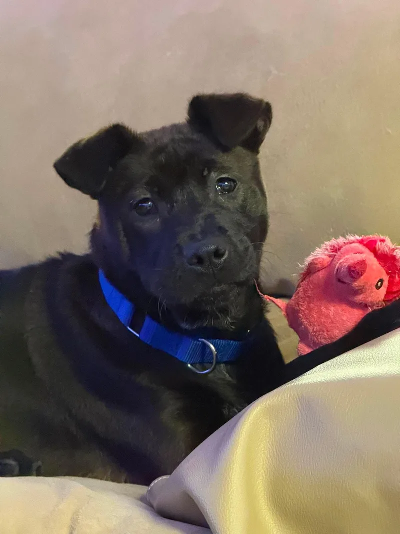 A young medium-sized female Mixed Breed dog named Winnie for adoption in Griswold, CT