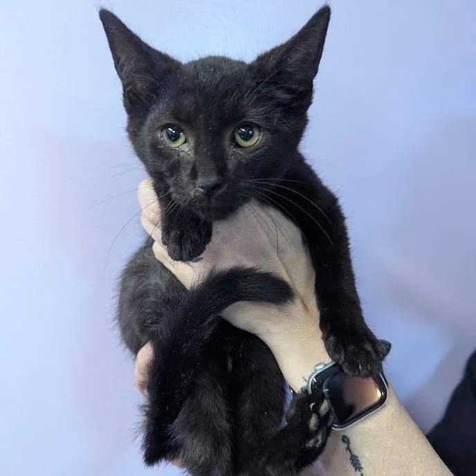 Muscateer