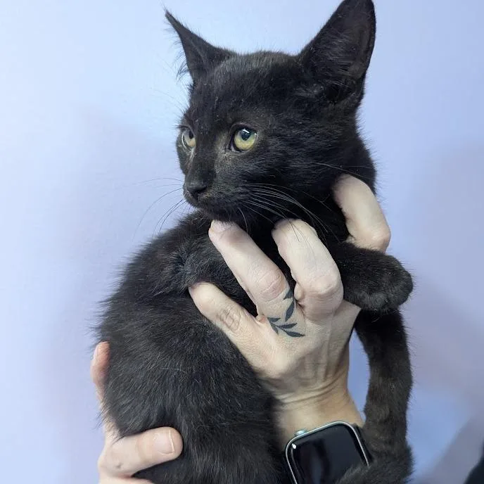 Muscateer thumbnail 2
