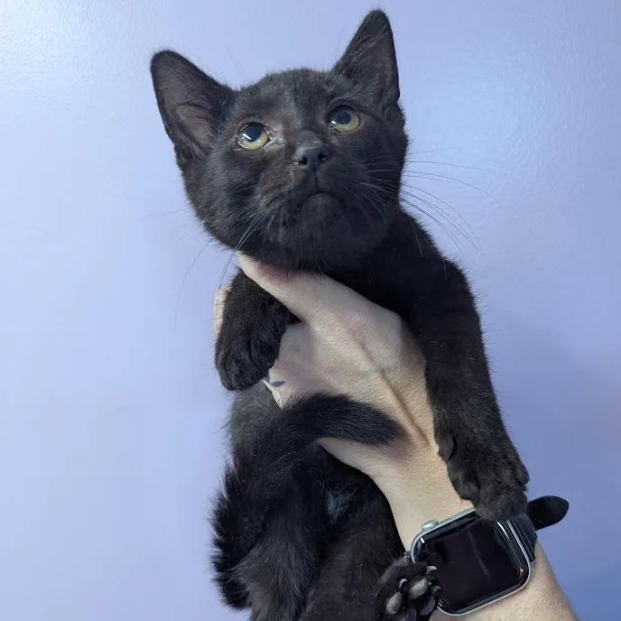 Muscateer thumbnail 4