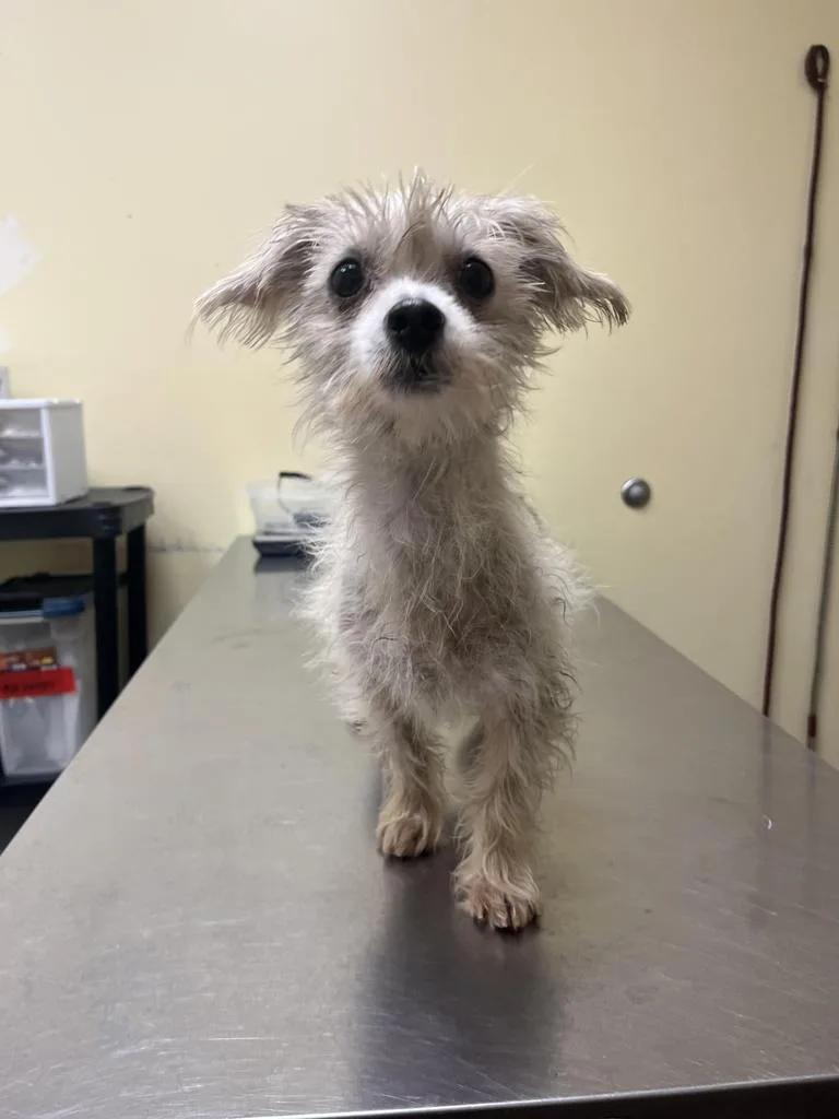 An adult medium-sized male Yorkshire Terrier dog named Benjaminโ
for adoption in Florence, SC