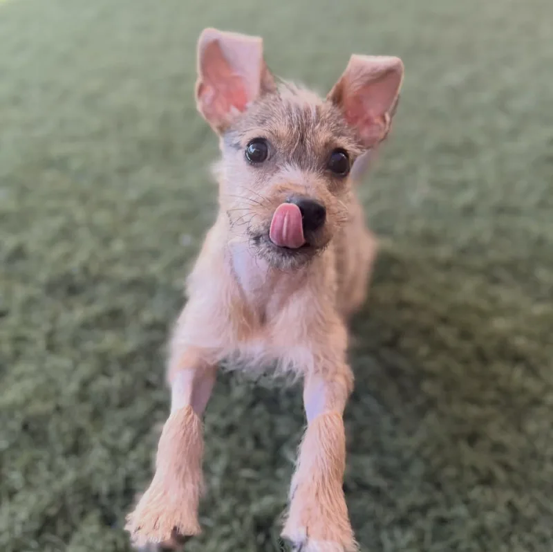 Nacho thumbnail 2