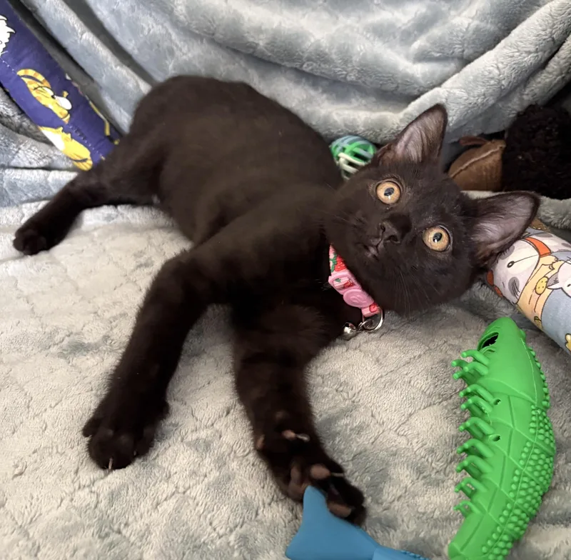A baby medium-sized male Black Domestic Short Hair cat named Hickorywood and Mahoganywood for adoption in Columbus, OH