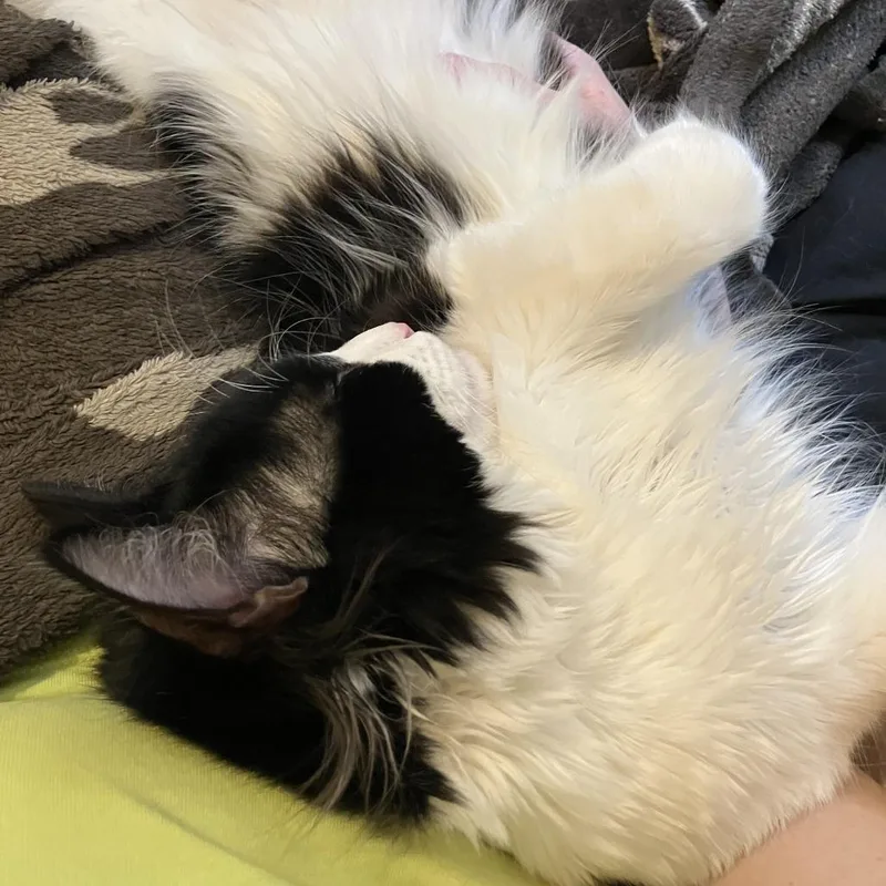 Patootie thumbnail 3