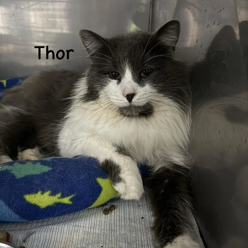 Thor