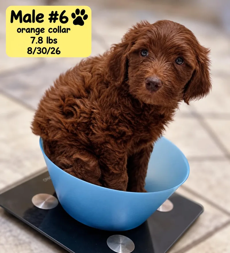 Baxter thumbnail 4