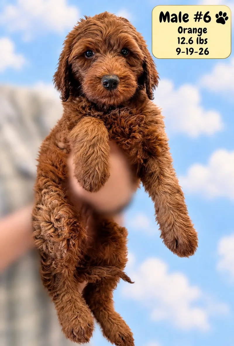 Baxter thumbnail 5