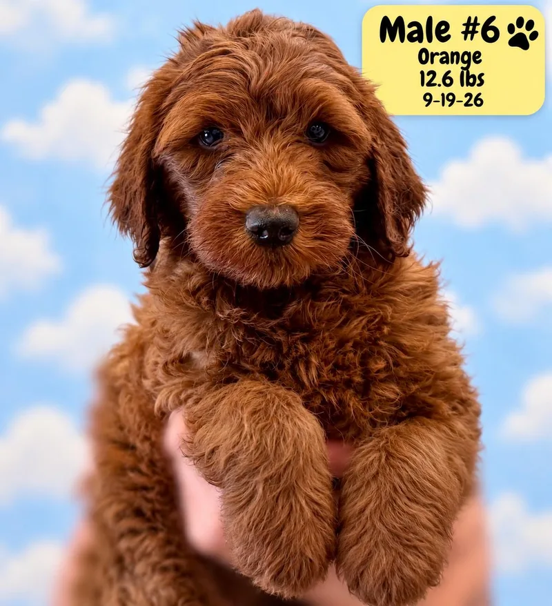 Baxter thumbnail 6