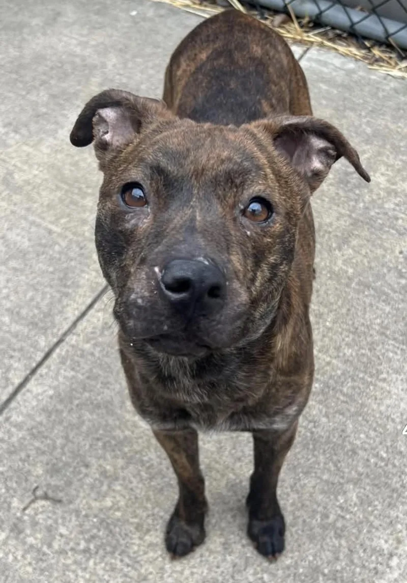 An adult medium-sized female Brindle Pit Bull Terrier dog named Emryn for adoption in Chicago, IL
