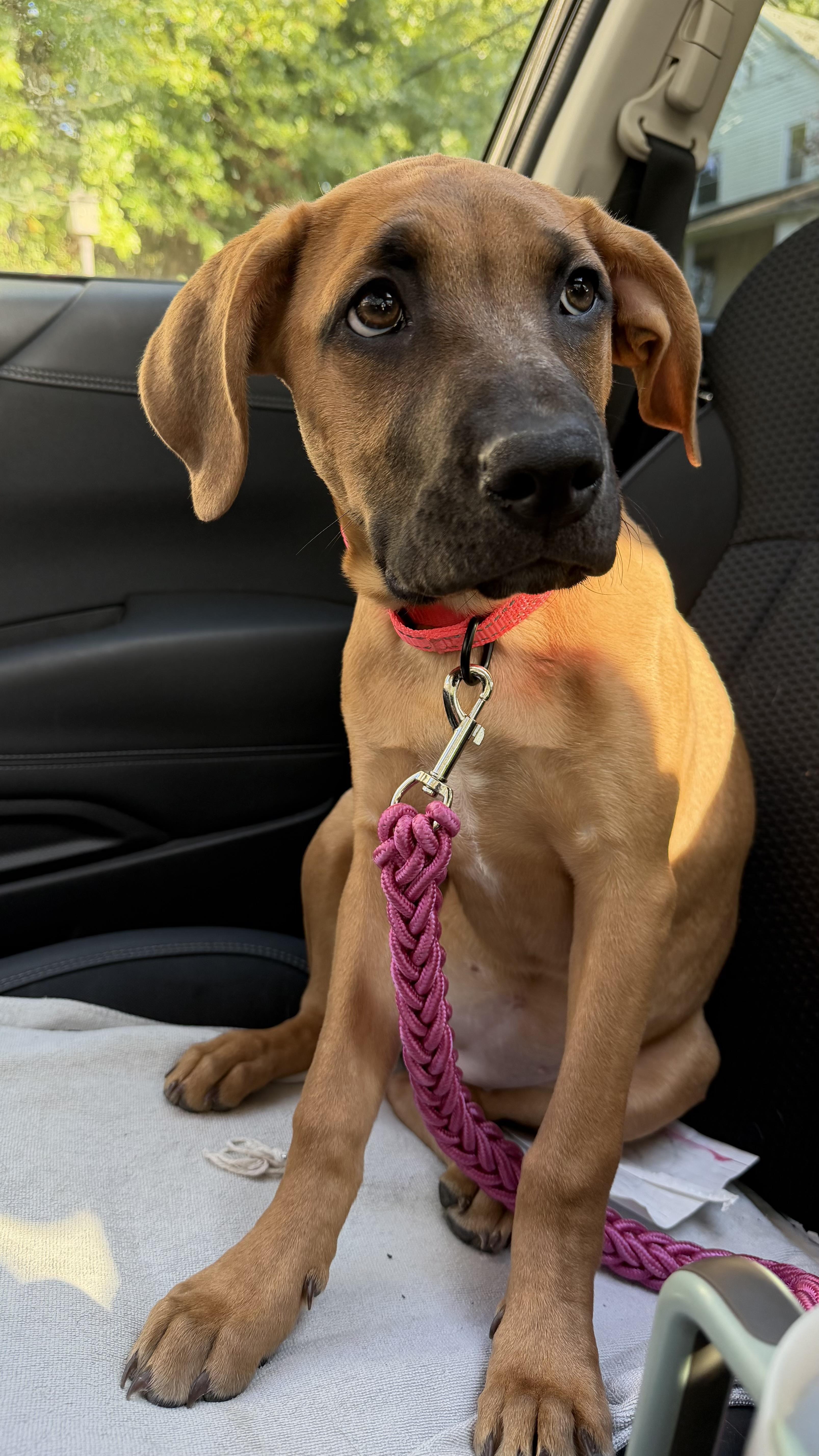 A baby large-sized female Mastiff dog named Demi for adoption in Youngstown, OH