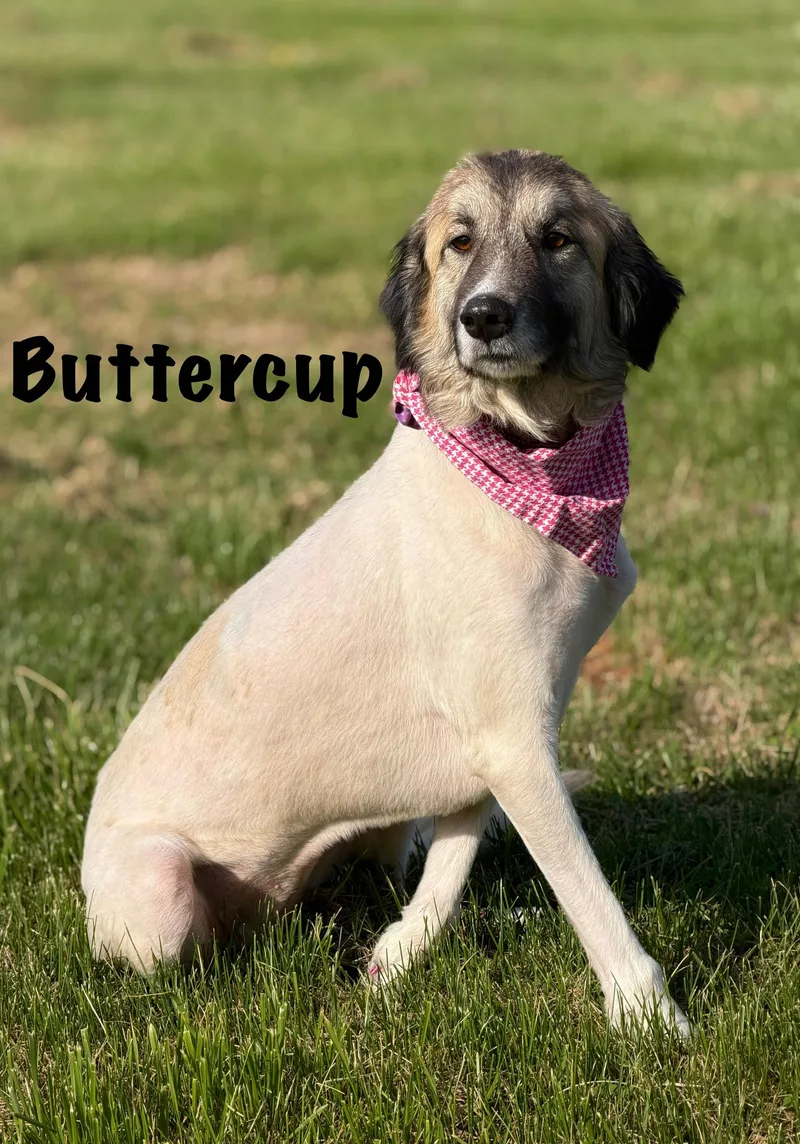 Buttercup thumbnail 2
