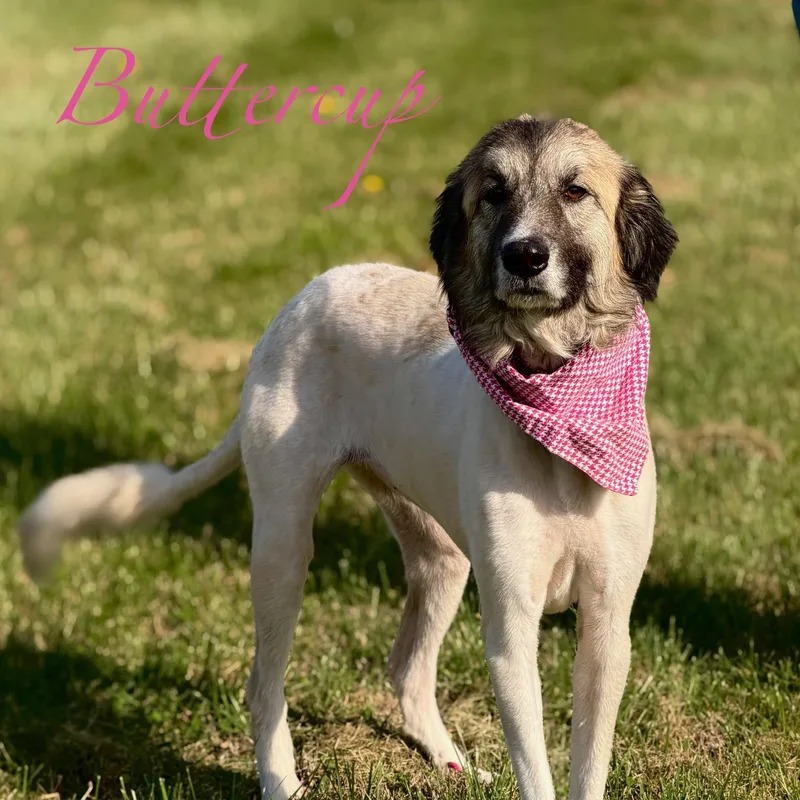 An adult medium-sized female Tricolor (Brown, Black, & White) Pyrenean Shepherd dog named Buttercup for adoption in Albany, NY