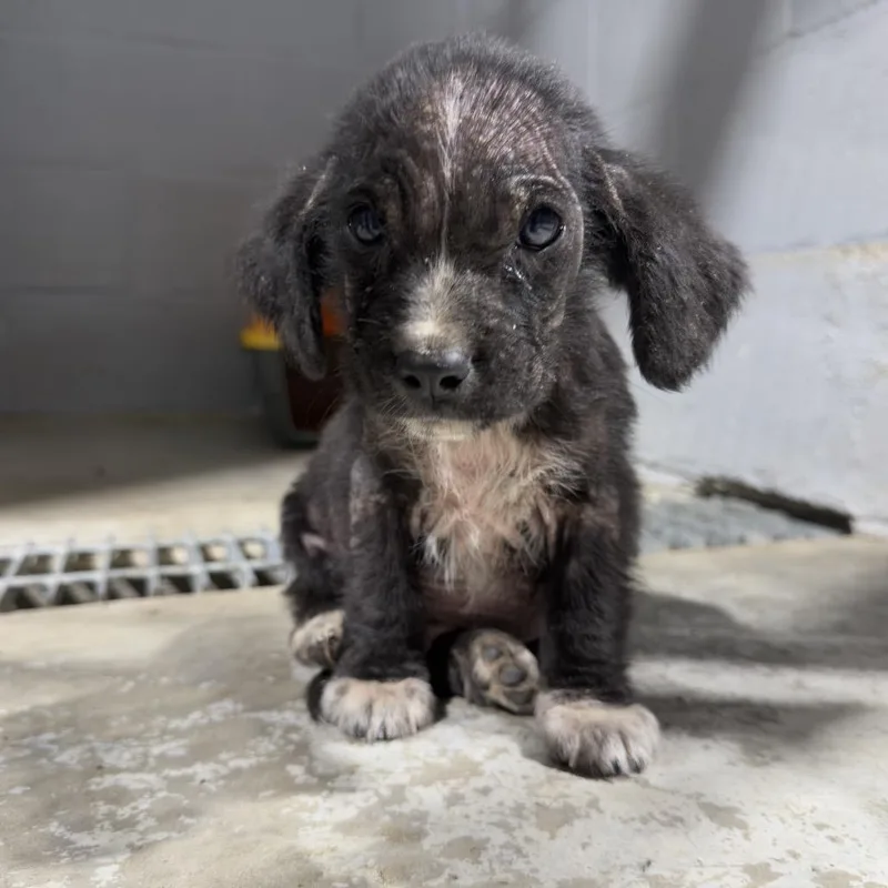 A baby small-sized male Mixed Breed dog named Parker for adoption in Guntersville, AL